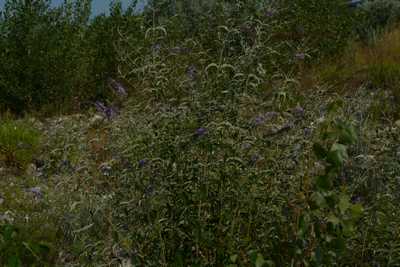 Buddleja davidii